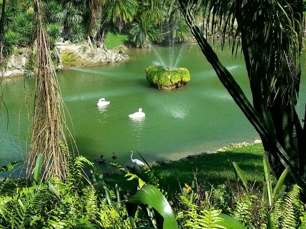 Swans on the Lake