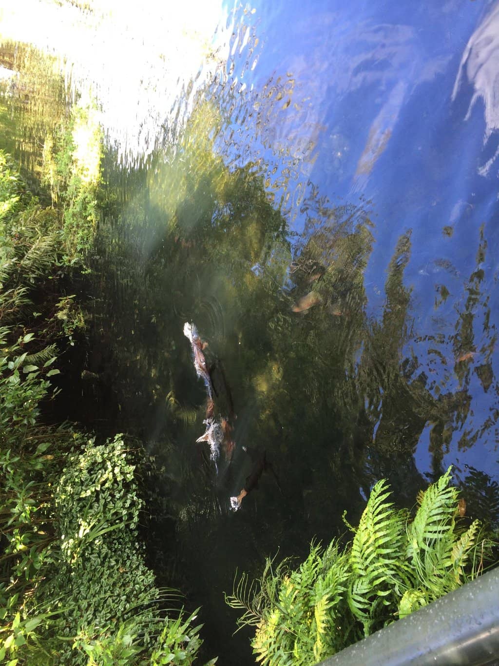 Trout Hatchery & Museum
