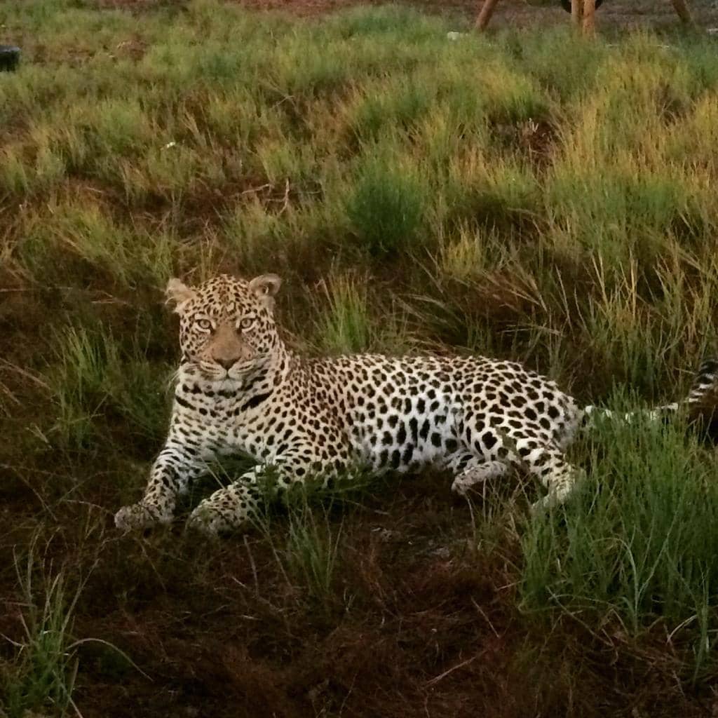 Rescued Big Cats