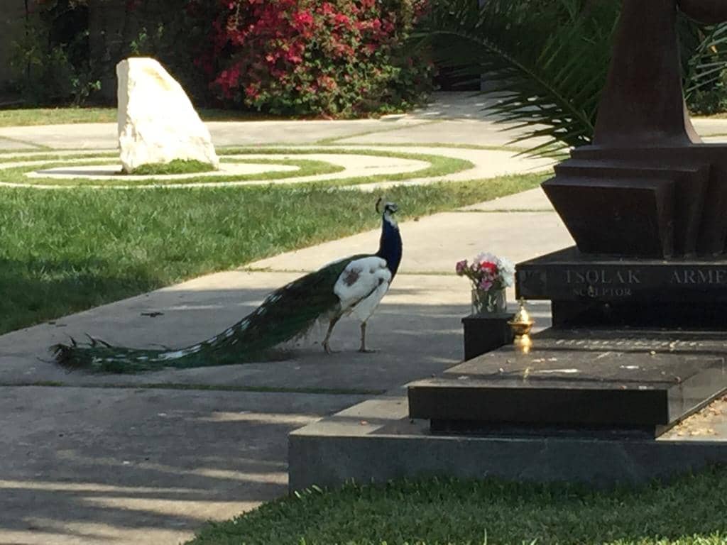 Cinespia Movie Screenings