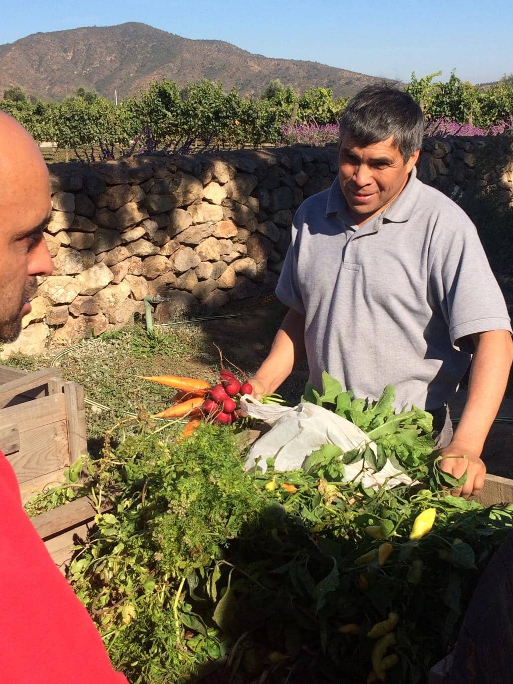Organic & Biodynamic Vineyard Tour