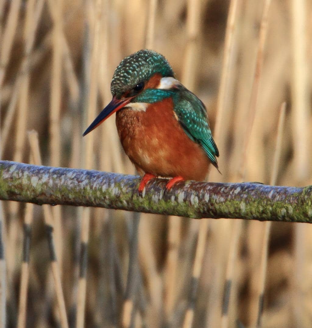 Bird Hides Galore