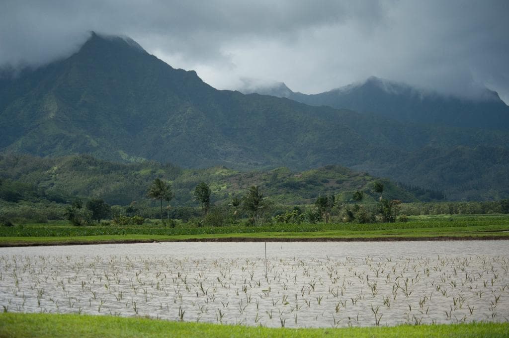 Huleia National Wildlife Refuge (taro paddies)