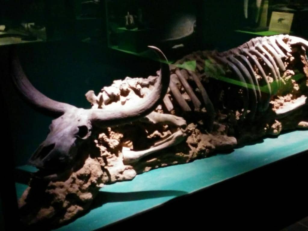 Sumatran Elephant Calf