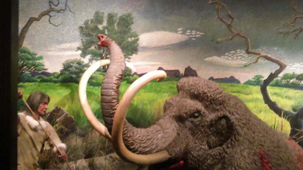 What they have in the museum