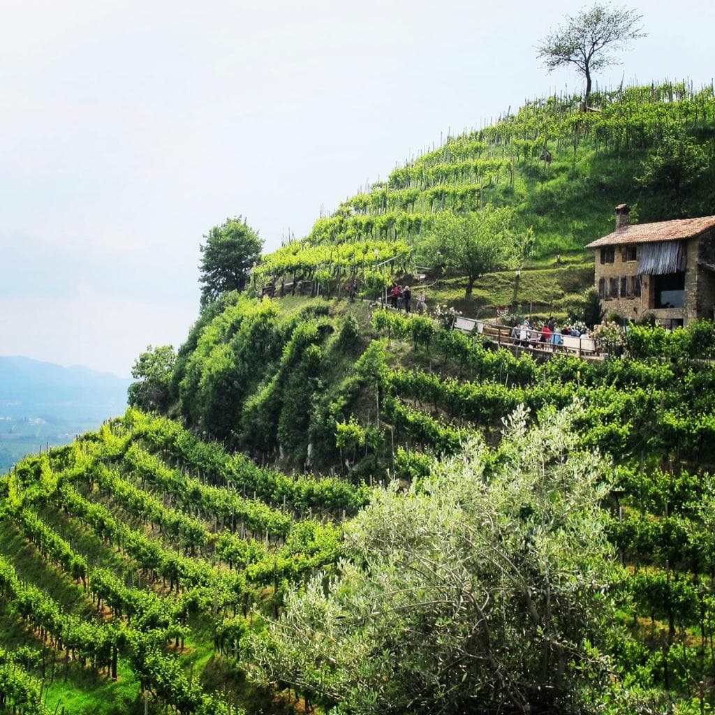 View from the neighboring winery