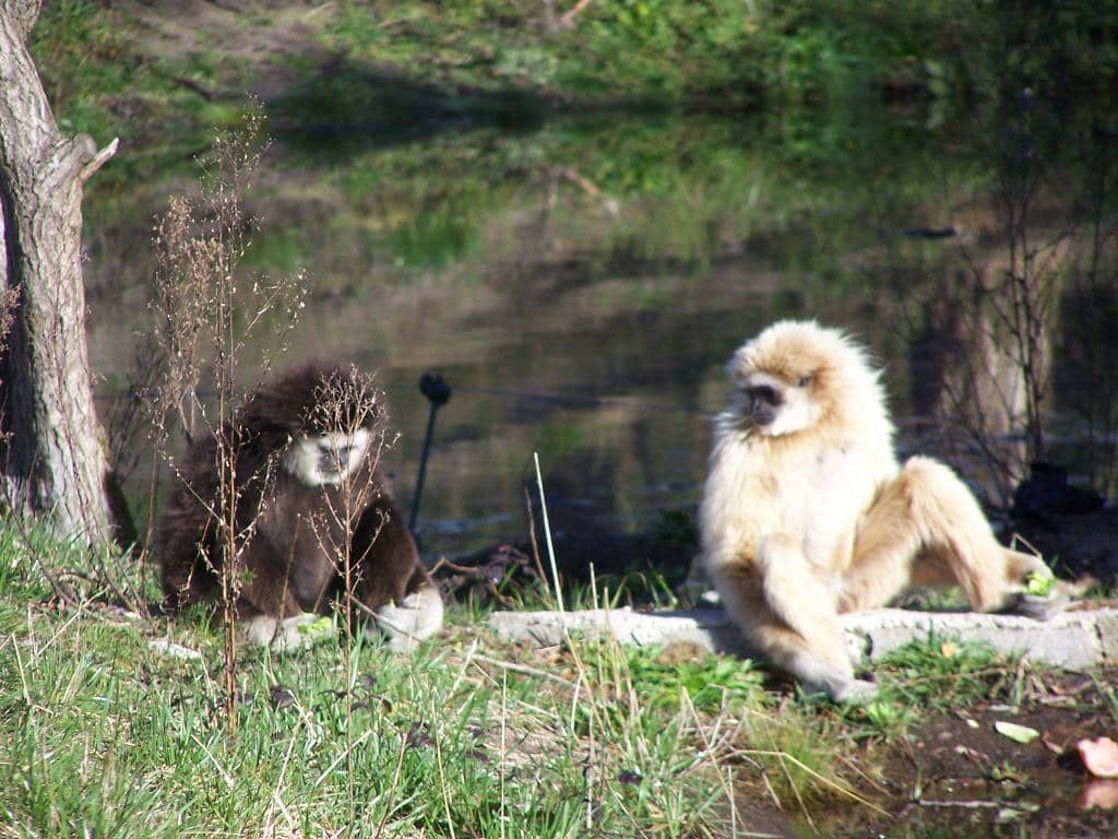 Safari Tour Experience