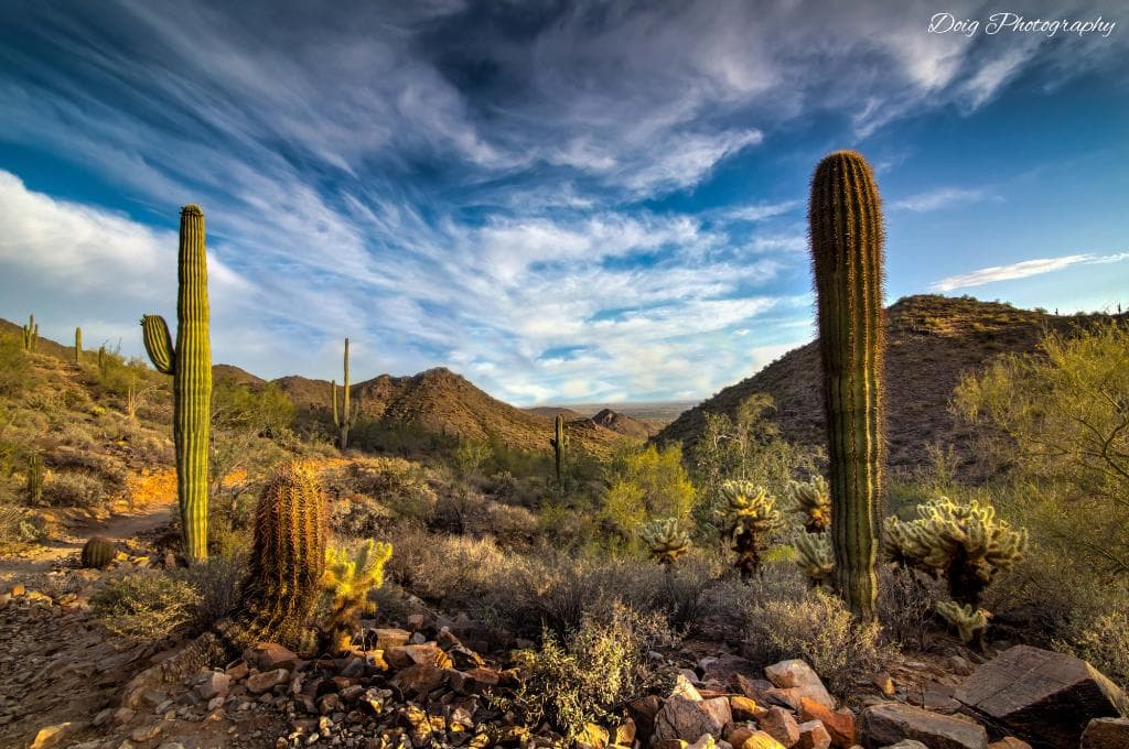 Sonoran Preserve View