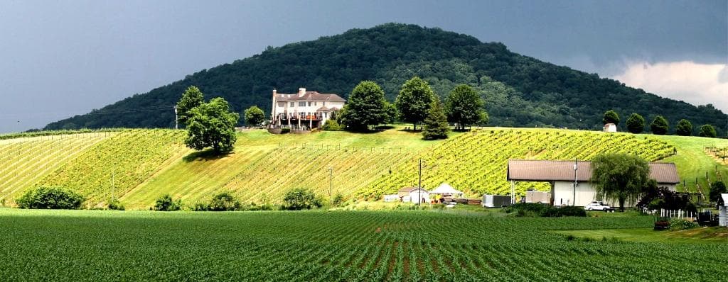 A view of the backside of the vineyard