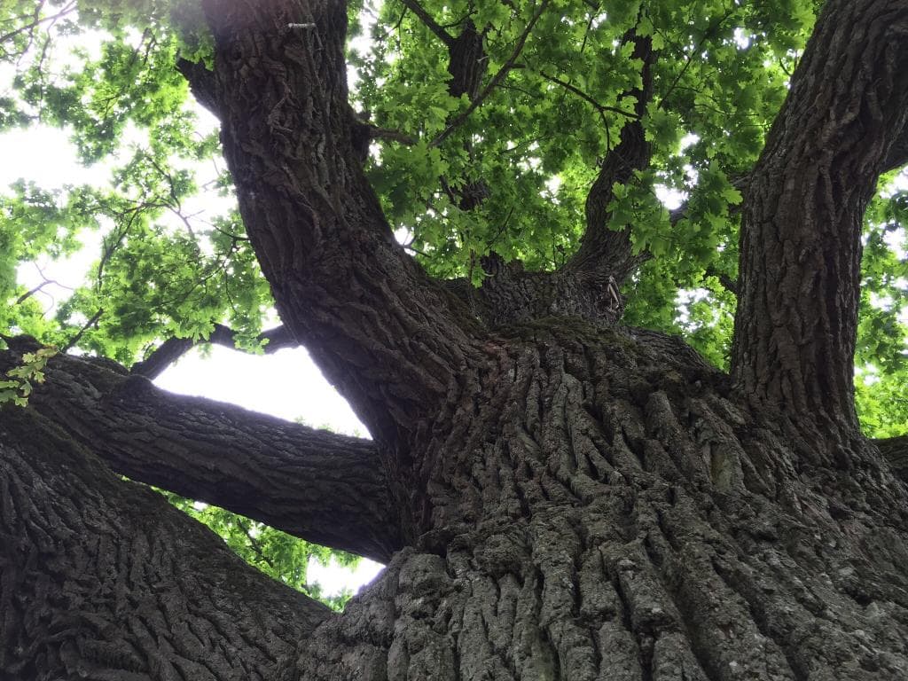 Kauguri Giant Oak