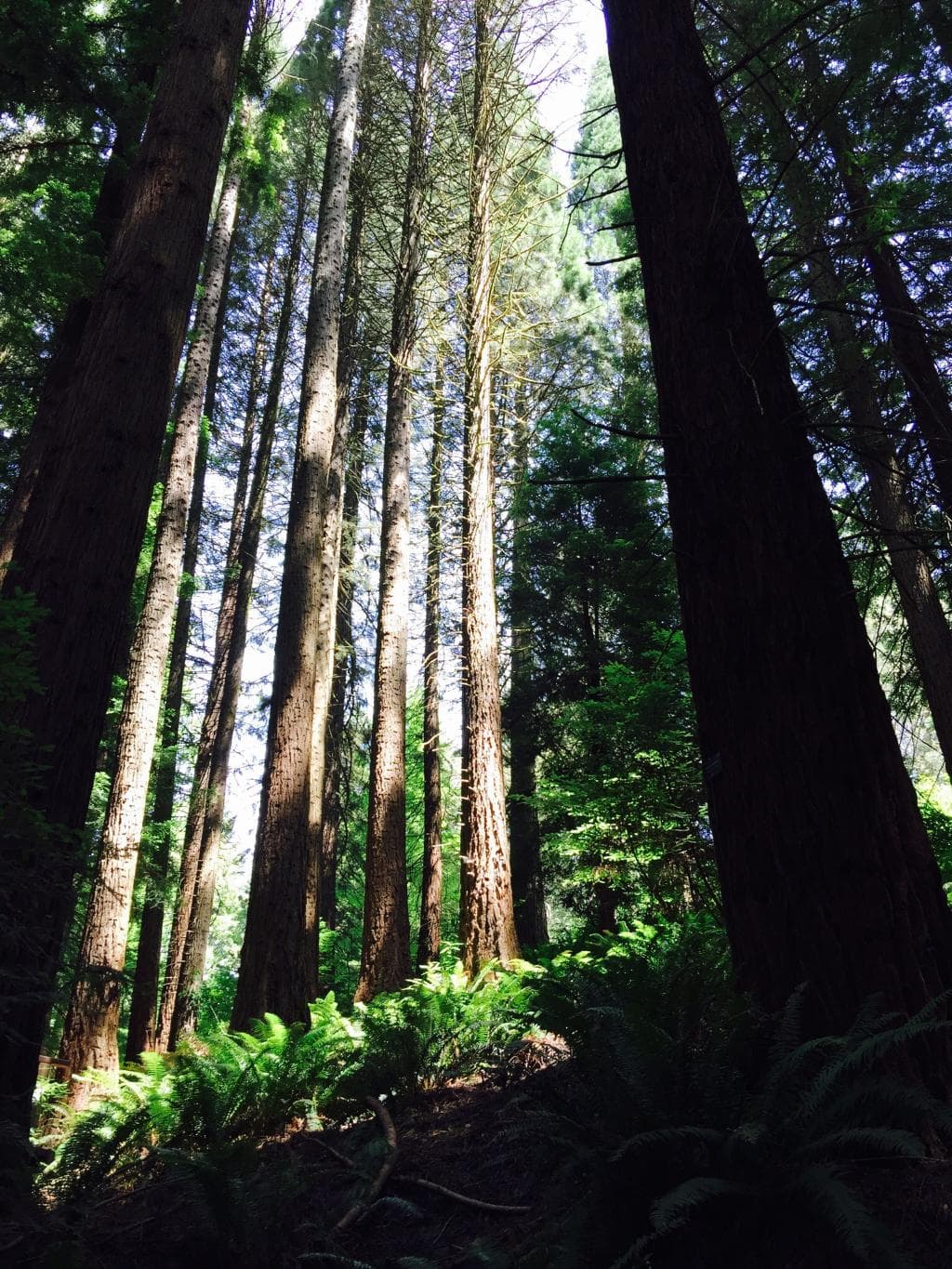 Hoyt Arboretum