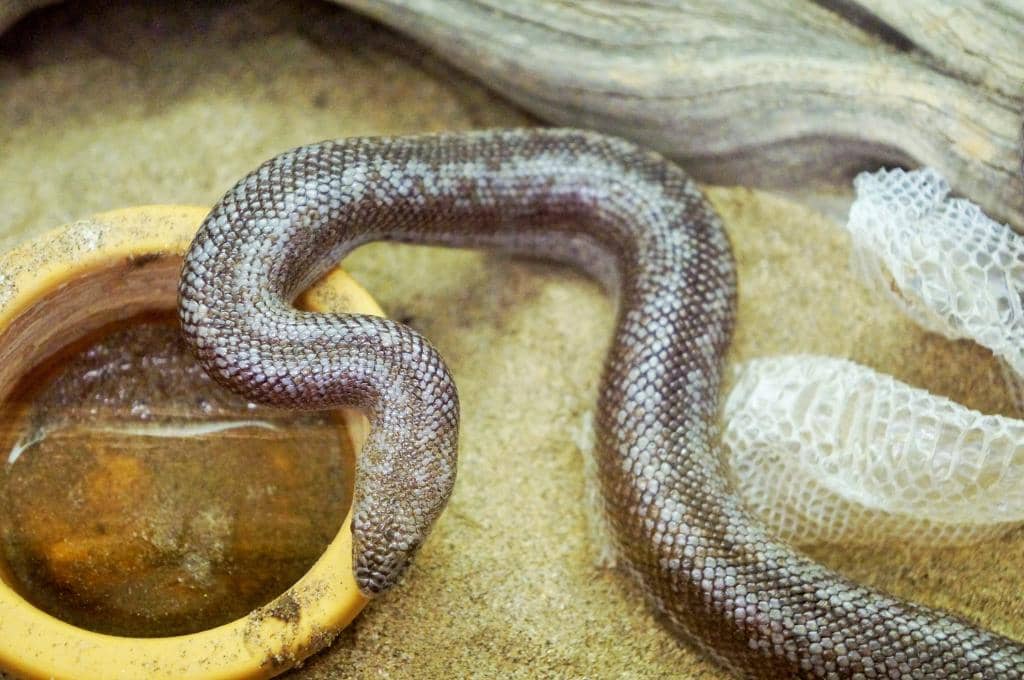 The Devil's Chair Trail