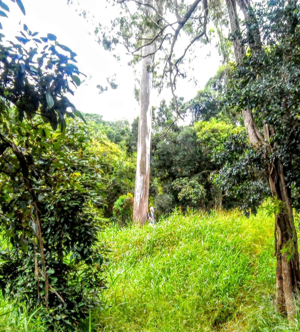 hug an old tree today