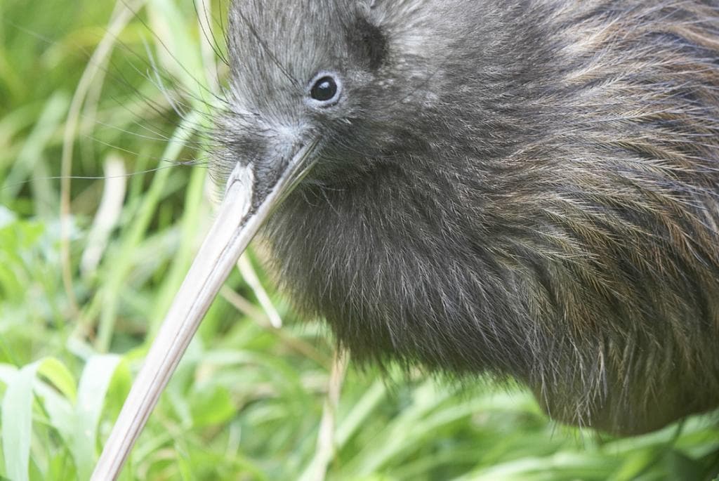 North Island Brown Kiwi