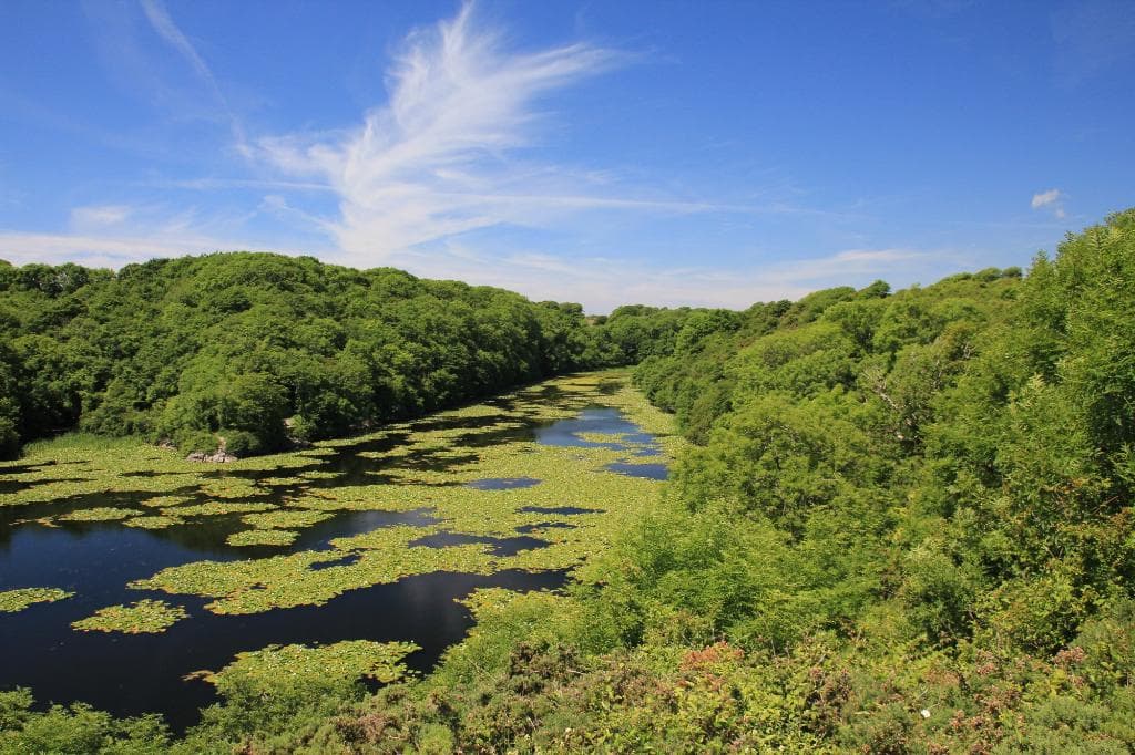 Lily Ponds