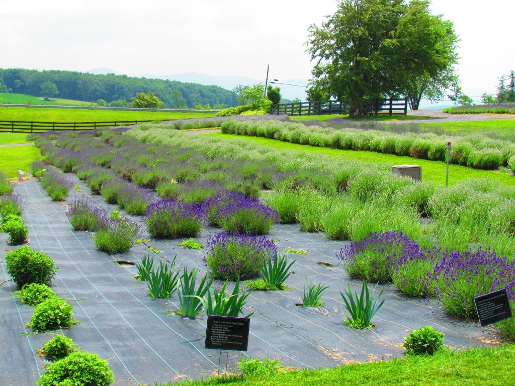 Lavender Farm
