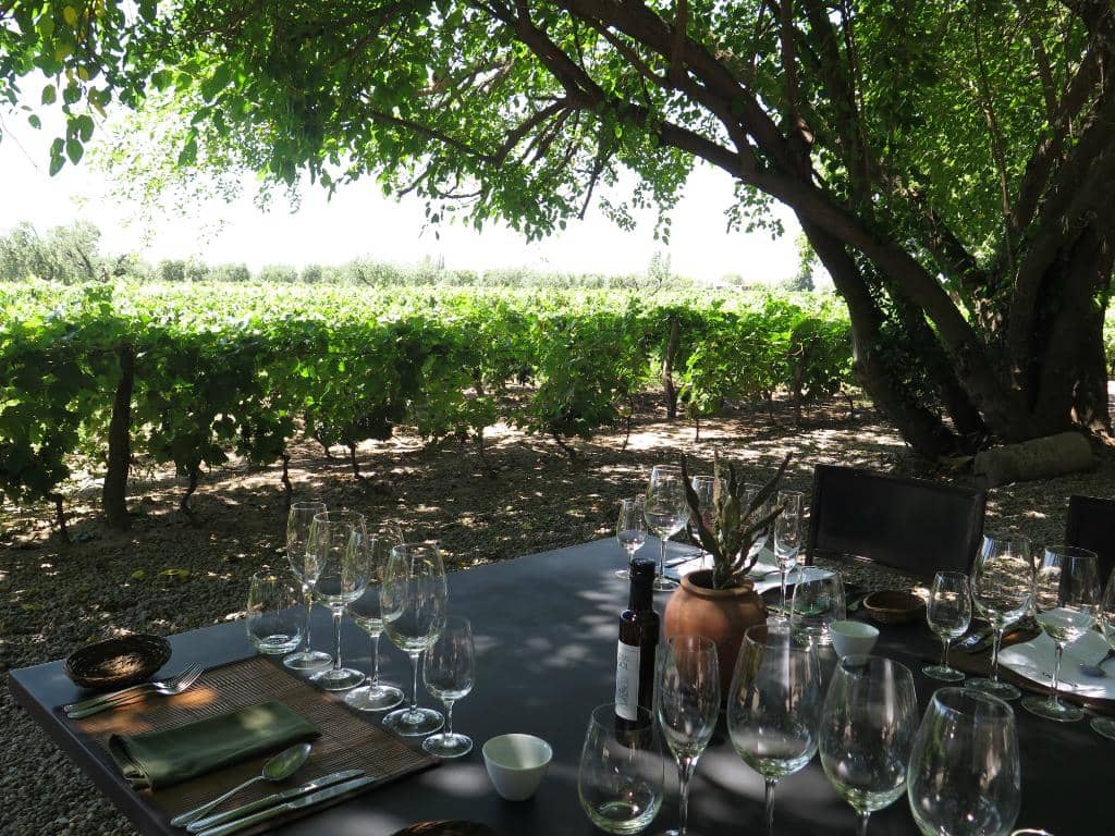 Organic Vineyard Stroll