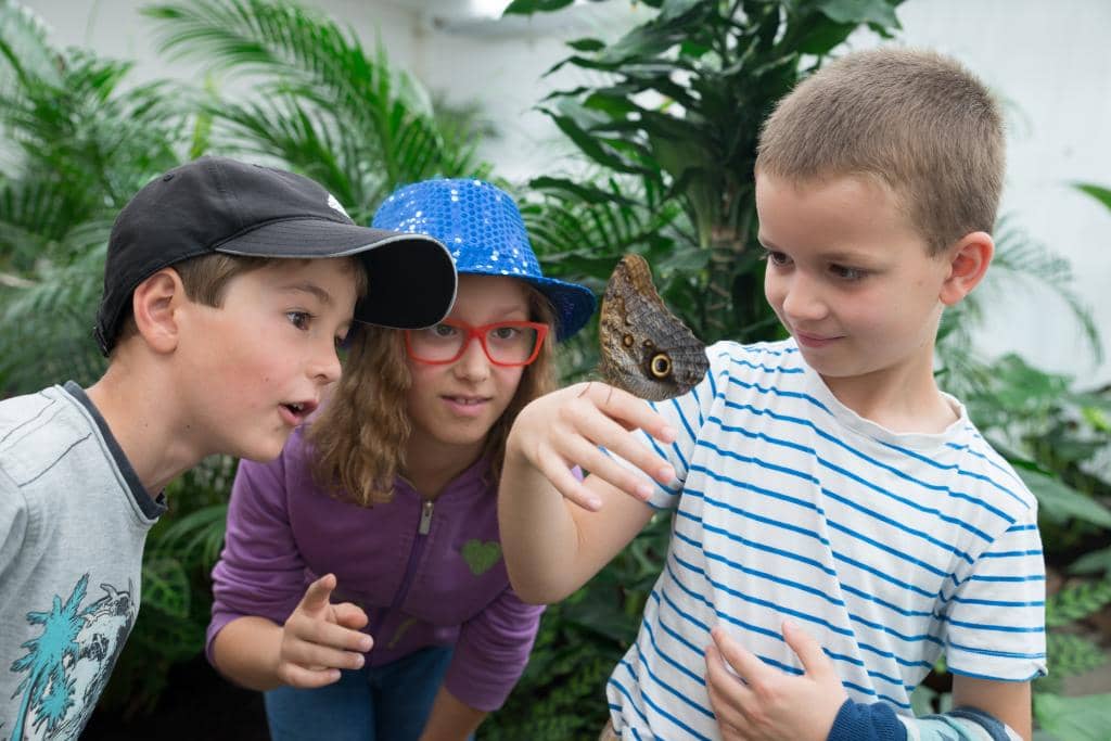Butterfly Life Cycle Observation