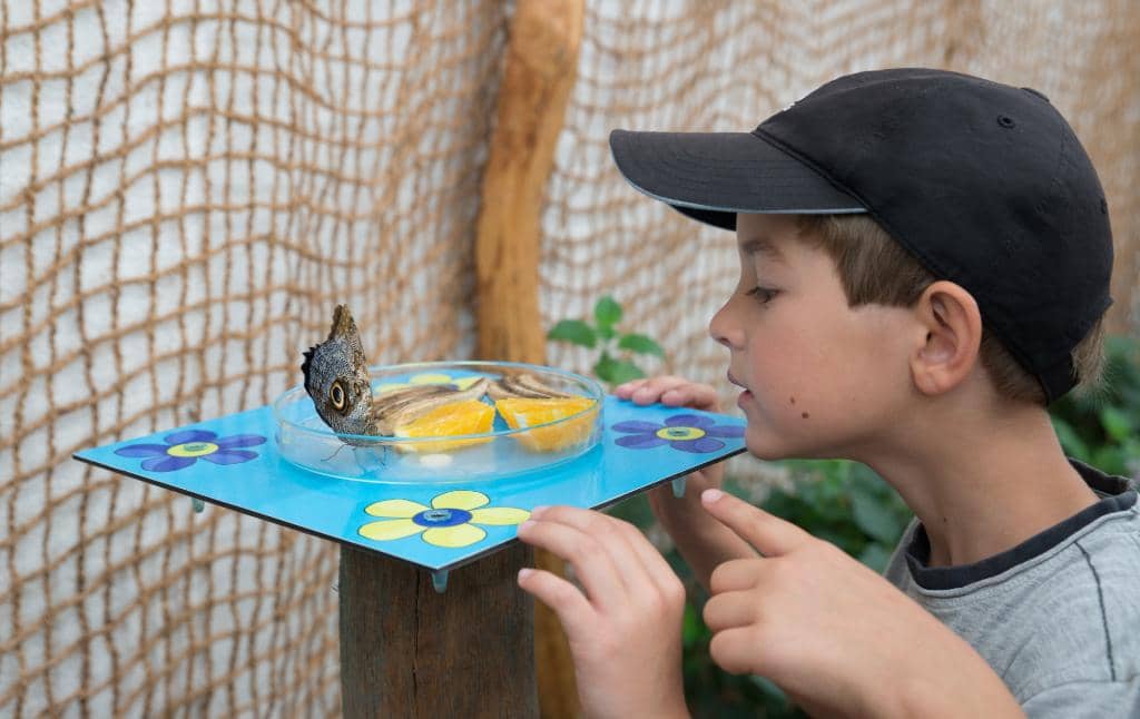 Tropical Rainforest Ambiance