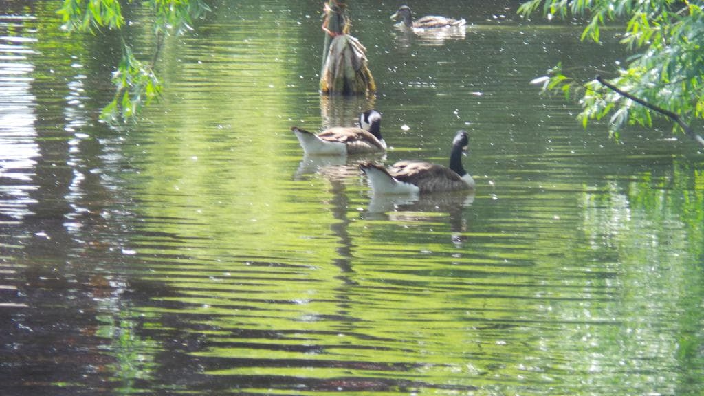 chilling on the pond
