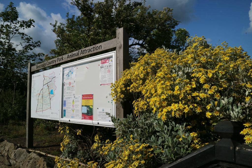Festive Forest Trail
