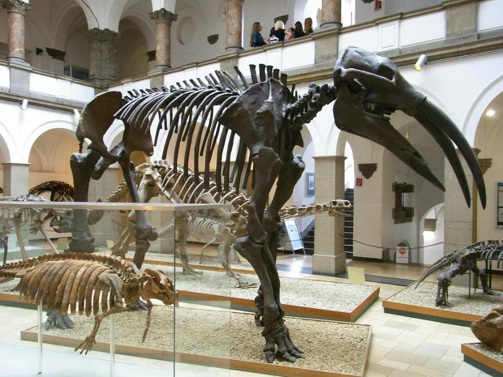Paleontological Museum Munich