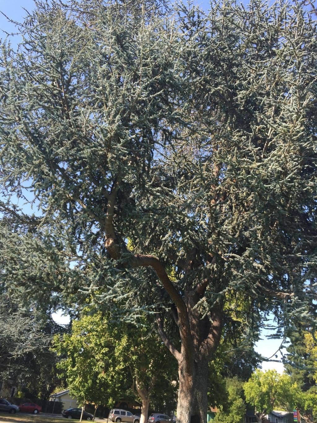 Mature Tree Canopy
