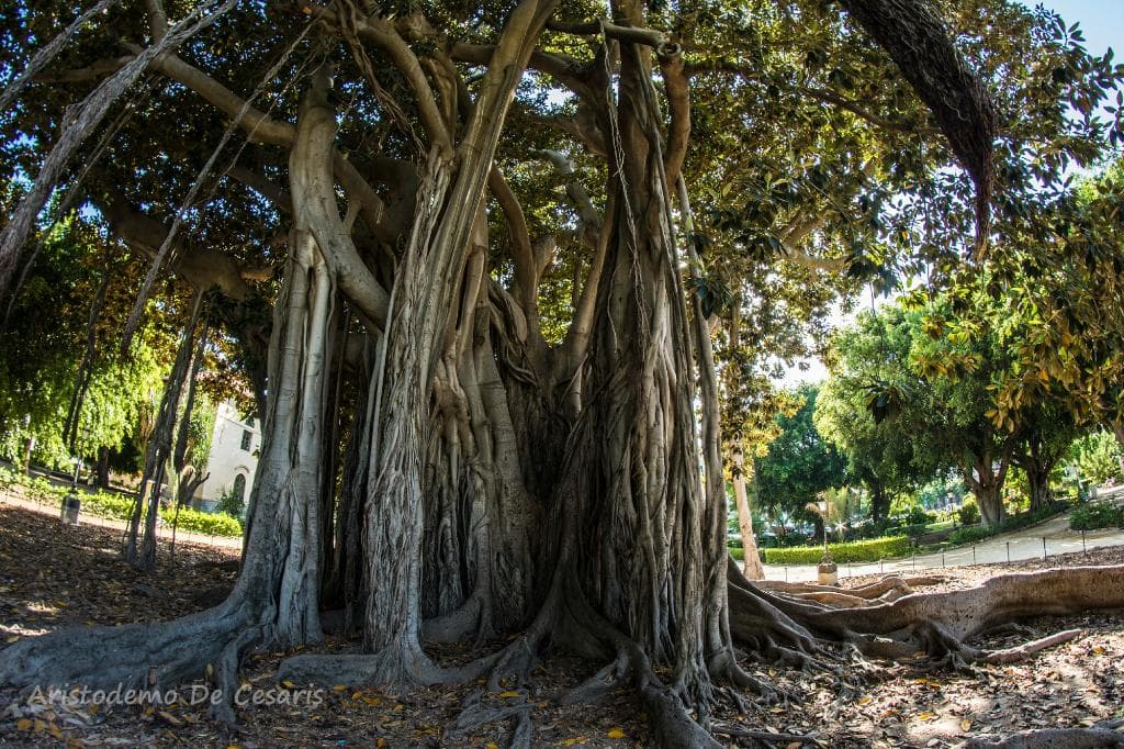 La maestosità della natura