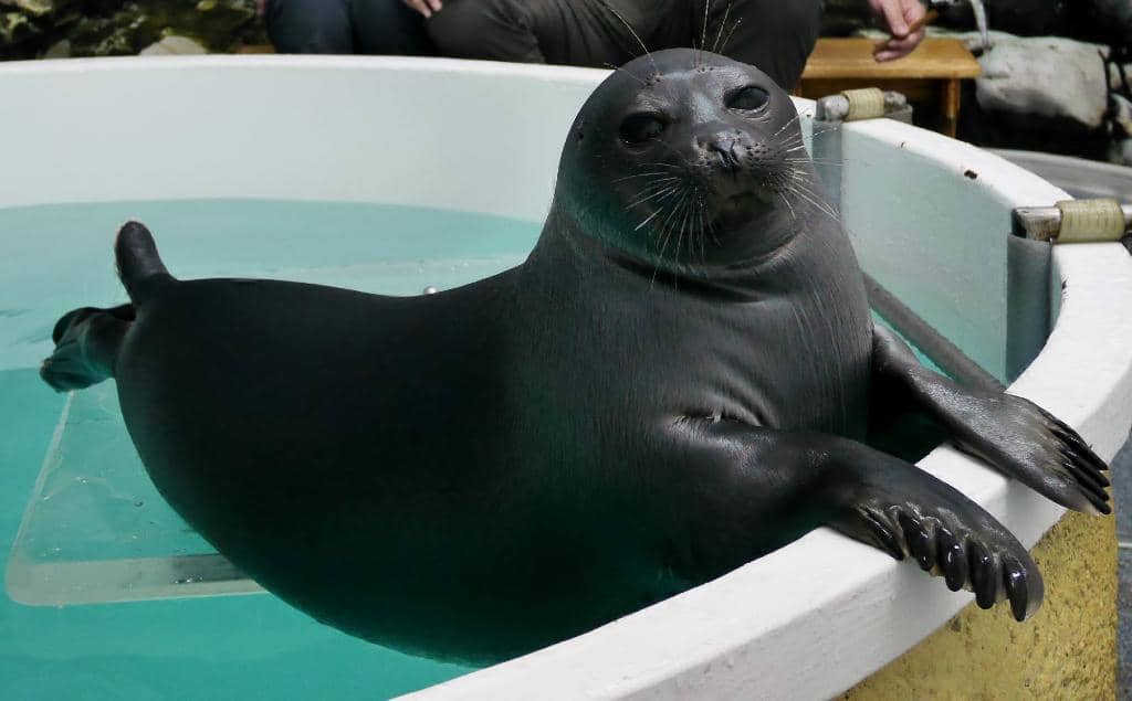 Seal-Painted Art Auction