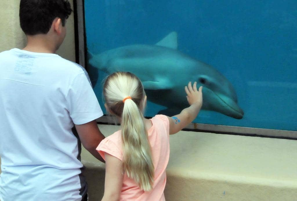 Dolphin Encounters