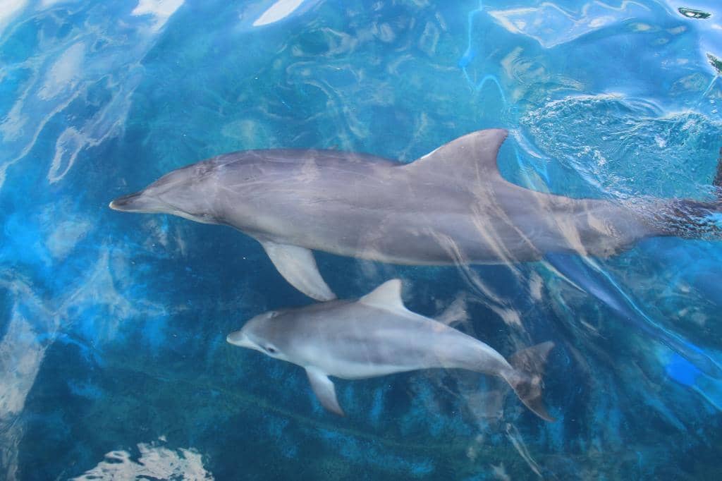 Seal Shows & Interactions