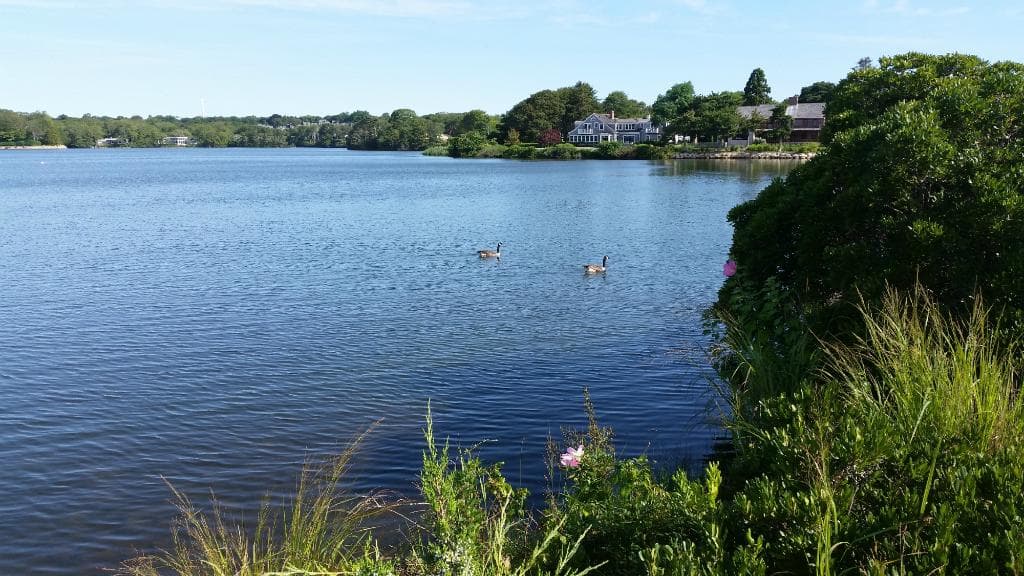 Oyster Pond