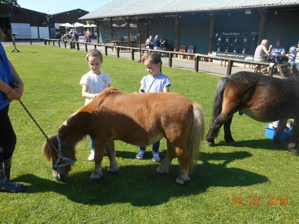 Brushing the ponies