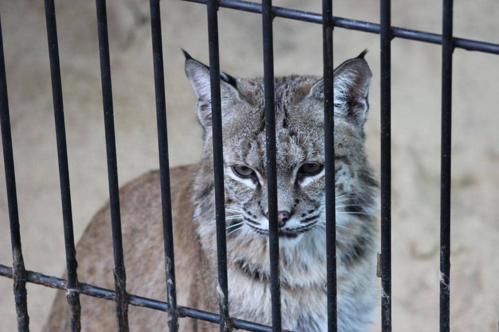 Diverse Animal Collection