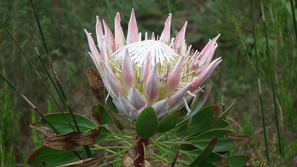 King Protea