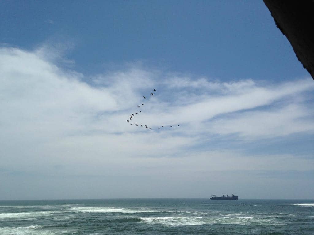 Whale Watching Opportunities