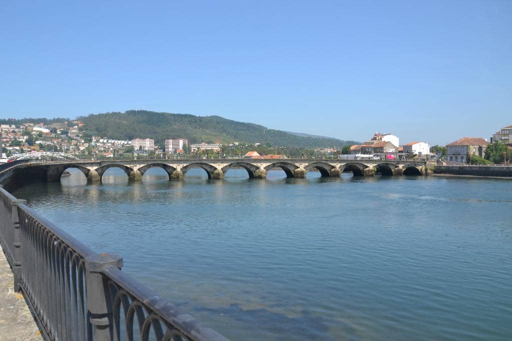 Scallop Shell Markings