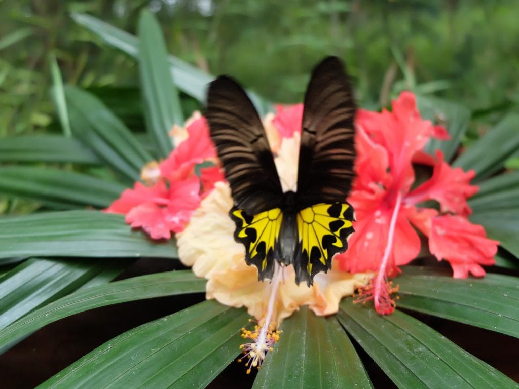 butterfly 02