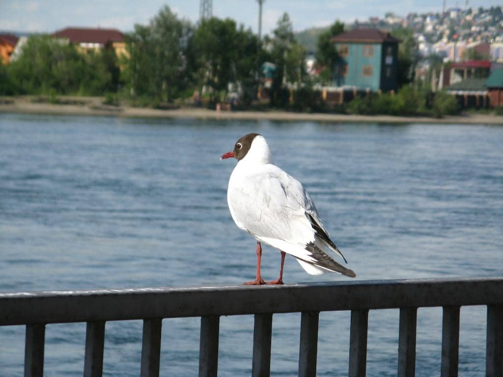 Angara River Bend