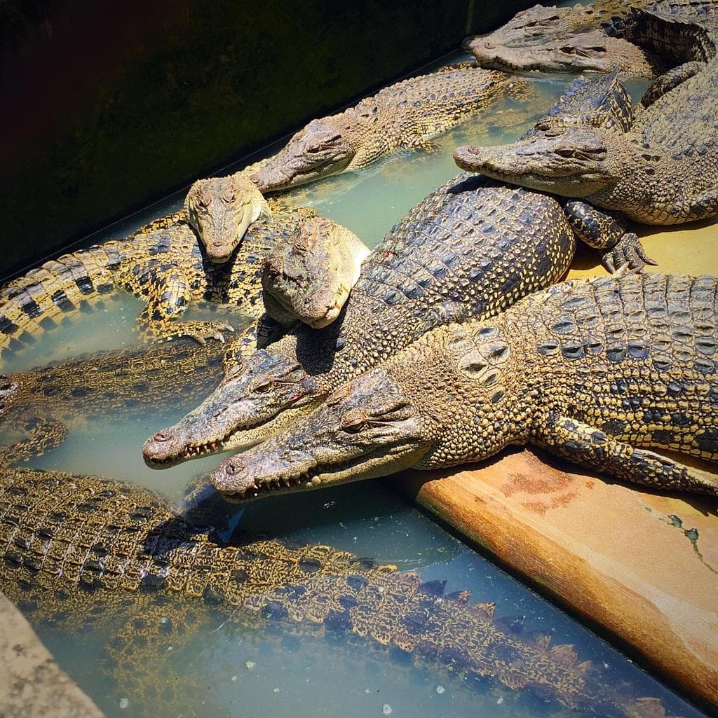 Not like other crocs farm... This farm is clean and nice.