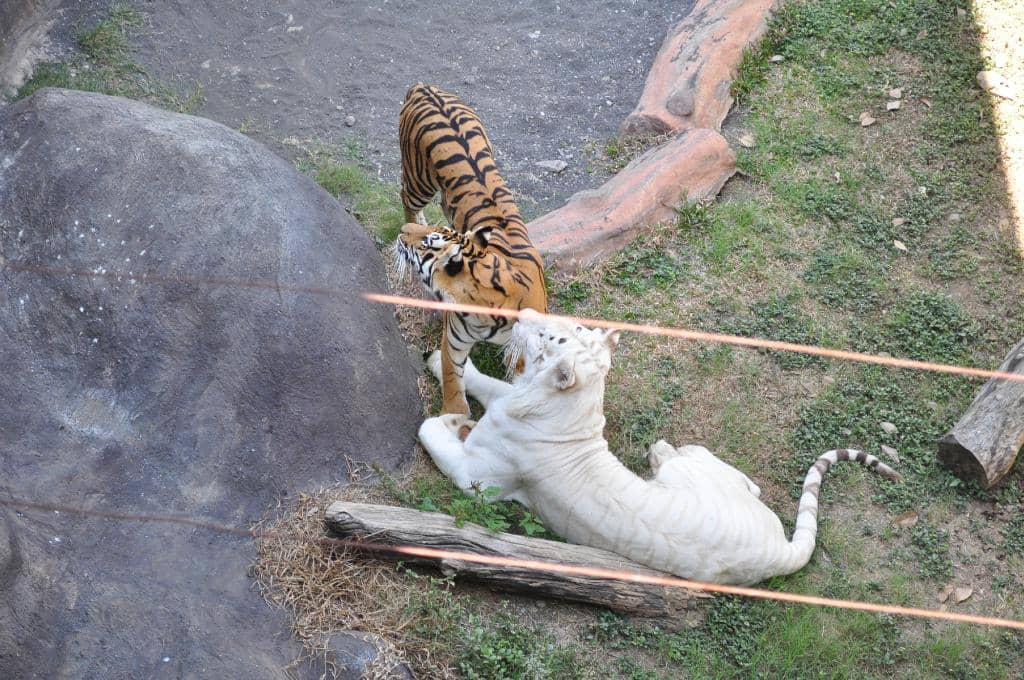 Virtual Immersive Park (VIP)