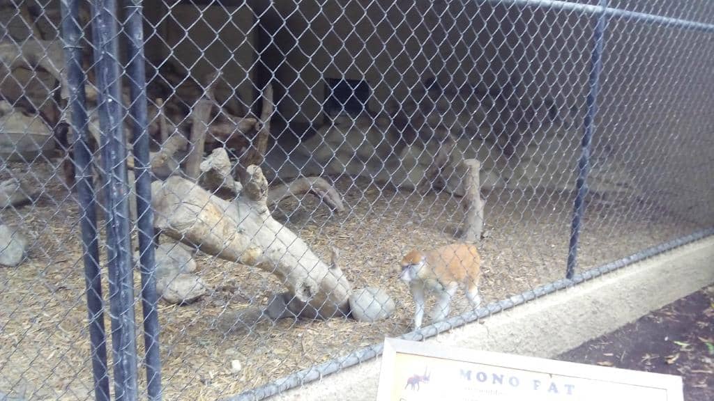 Diverse Animal Collection