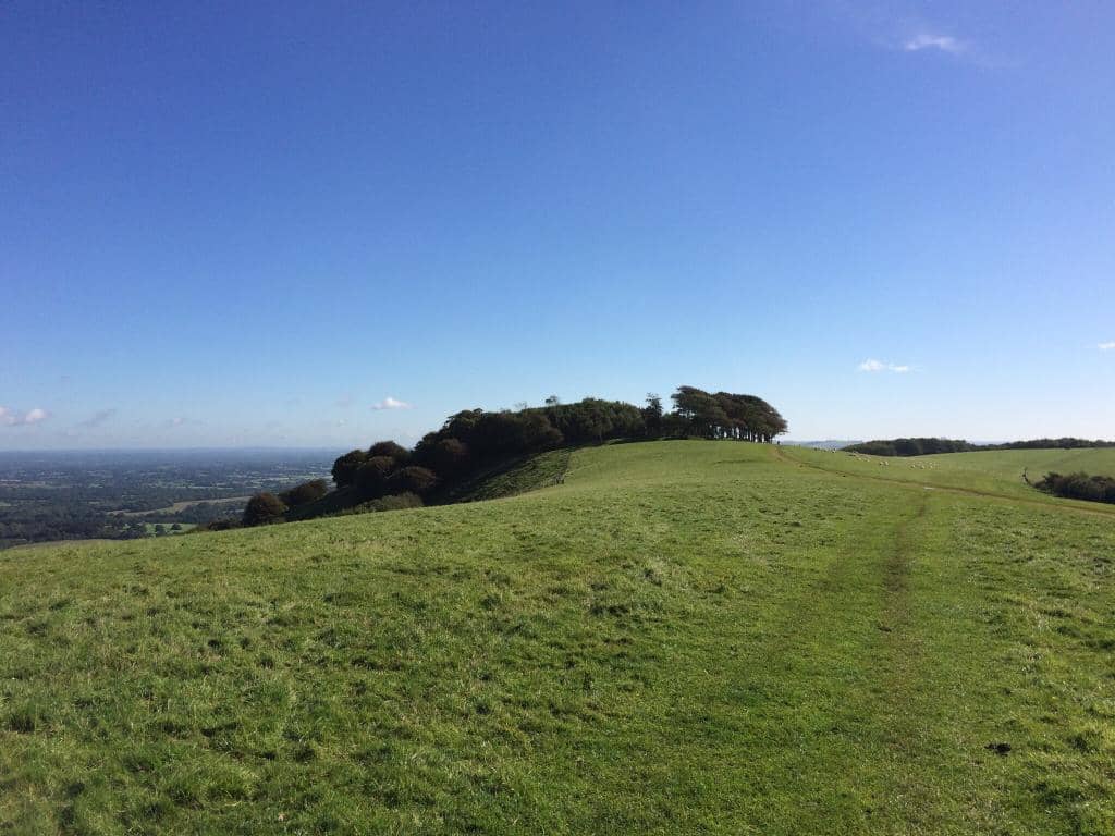 The Iconic Tree Circle
