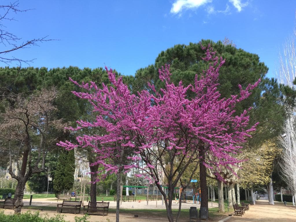full bloom in april