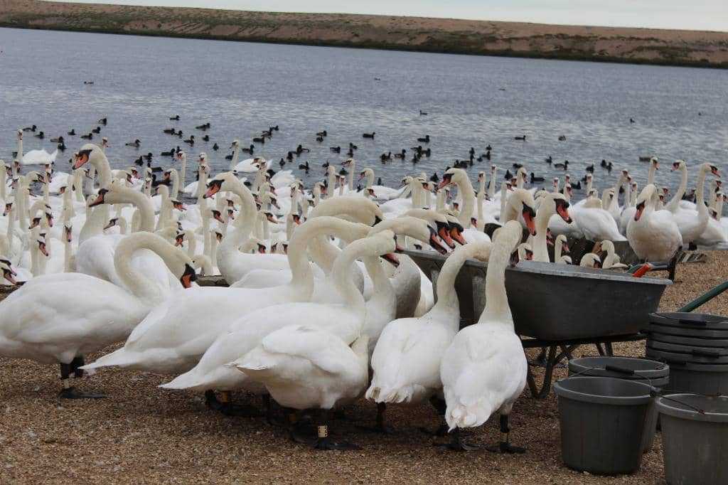 Baby Swans (Cygnet Season)