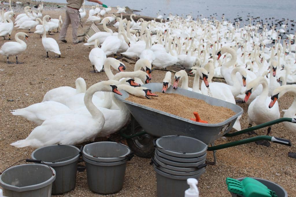Mute Swan Colony