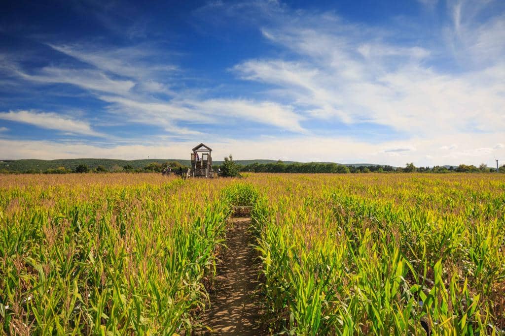 Corn Maze Challenge