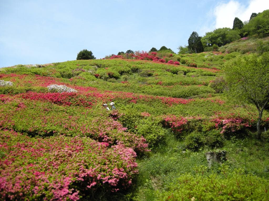 つつじがきれいです