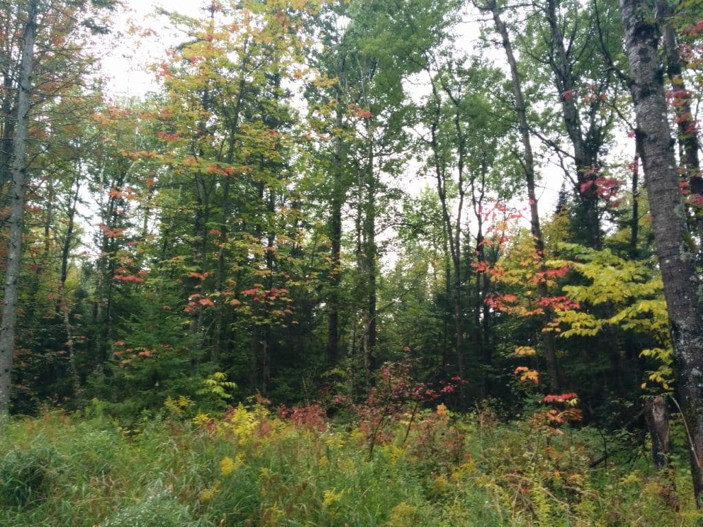 Agawa Canyon Tour Train