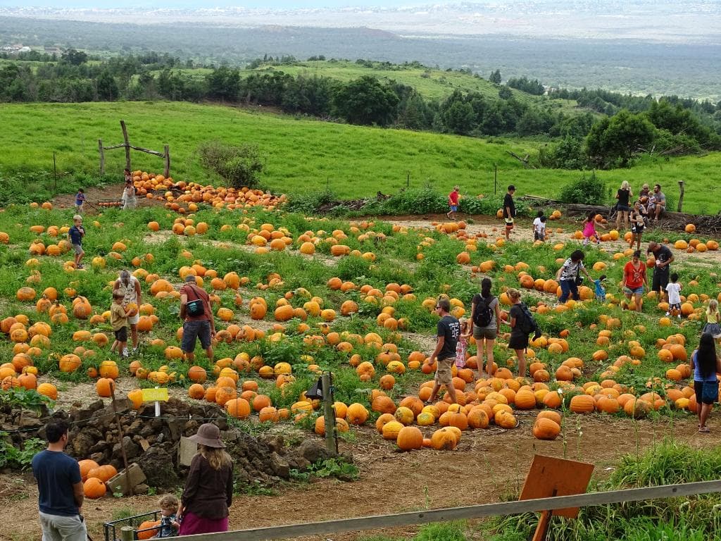 Kula Country Farms Pumpkin Patch, Kula Maui Hawaii, James Brennan Hawaii